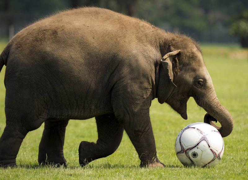 Where can i play with elephants in california